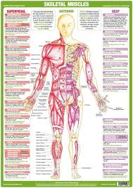 exercise diagram chart 2019