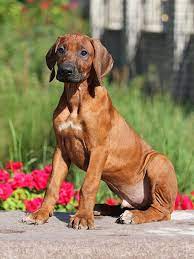 Rhodesian Ridgeback For Sale Rhodesian Ridgeback Puppies Rhodesian Ridgeback Puppies Rhodesian Ridgeback Puppies