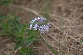 Image result for Pentanisia