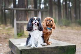 We did not find results for: Male Vs Female Cavalier King Charles Spaniel Which Is Better