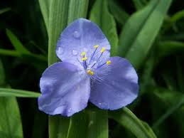 Image result for Commelina aspera