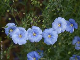 Image result for Linaceae