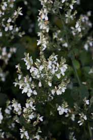 Image result for Isoglossa eliasbandae