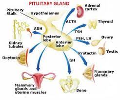 Endocrine System Mnemonic Simplified Biology