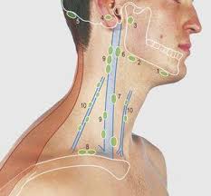 General anatomy > lymphoid system > secondary lymphoid organs > lymph node > regional lymph nodes > lymph nodes of head and neck the lymph nodes from level vi (anterior cervical node; Neck Surface Anatomy 4 Edition