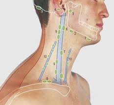 Most relevant best selling latest uploads. Neck Surface Anatomy 4 Edition