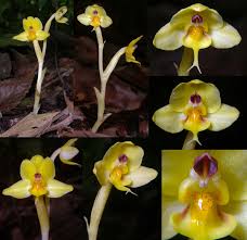 Image result for Brachycorythis lastii