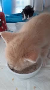 No bounces during specified time frame. Tierschutzinitiative Odenwald E V Startseite Facebook