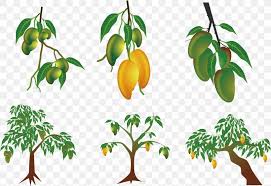 Most of your favorite fruits are designed hybrids. Family Tree Background Png 1565x1078px Mango Branch Citrus Ebony Trees And Persimmons Flower Download Free