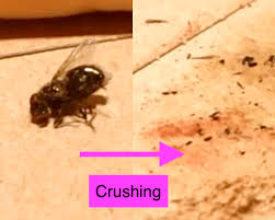 You've removed any spoiled food, everything is clean, things should be looking good. How To Kill Bugs Humanely