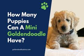 Can you figure out which puppy is the heaviest? How Many Puppies Can A Mini Goldendoodle Have Goldendoodle Advice