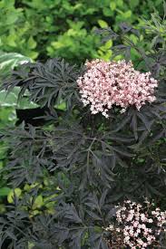 We did not find results for: Elderberry Planting Growing And Caring For Elderberry Plants Garden Design