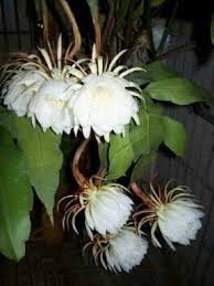 Pin On Night Bloomer