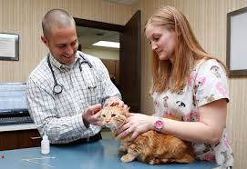 Veterinary ausculting cat with stethoscope. Omaha Pet Wellness Services Exotic Animal Care Omaha Pet Vaccines