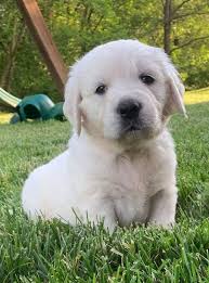 We started off with toy breeds, yorkies, papillions and now goldens. Meet Collin Akc English Cream Golden Retriever Puppy Loogootee Indiana Goldenretriever Goldenretrieve Golden Retriever Puppy Retriever Puppy Preppy Dog