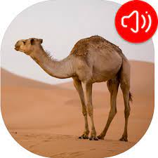 If you're seeing a temporary error (502) message when you try to sign in to gmail, your mail is temporarily unavailable. About Camel Sounds Google Play Version Apptopia