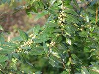 Image result for Lauraceae