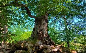 Pentru orice detaliu va rugam sa ne contactati telefonic sau pe adresa de email de mai jos. PÄƒdurea De Argint SÄƒcÄƒramb