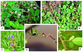 Image result for Grona ramosissima