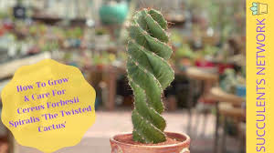 When growing your cereus cactus in a desert landscape, rock garden, or raised bed outdoors, the best companion plants for a cereus cactus are barrel cactus, euphorbia, and senecio. Cereus Forbesii Spiralis The Twisted Cactus Youtube