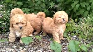 Bichon frise in limerick €900 males and females available. Rossbane Kennels Cavachon And Shichon Puppies Cavachon Puppies Shichon Puppies For Sale In Limerick Ireland