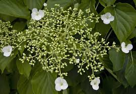 All climbing hydrangeas are vigorous plants, but can take several years to establish and flower. Climbing Hydrangea Buds And Flowers Clippix Etc Educational Photos For Students And Teachers