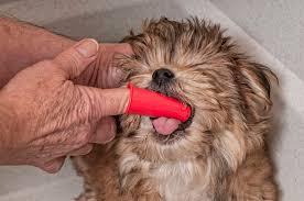 Mother is a maltese x and dad is a yorkshire terrier. Morkie Dogs 101 What You Need To Know K9 Web