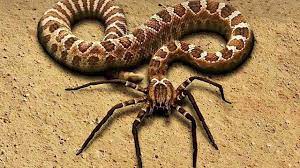 10 Rarest Snakes In The World Youtube Animal Mashups Scary Animals Photoshopped Animals