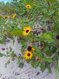 A south florida native, it is covered with slender, inch long orange flowers june through october. 47 Native Plants For Florida Flowers Shrubs And Trees Lawnstarter