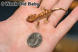 You Want A Healthy Crested Gecko Follow The Tips Page 42