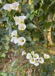 Image result for Ipomoea turbinata