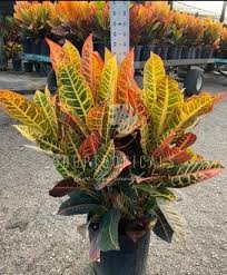 Image result for Croton