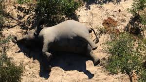 The animal mostly is found in all major oceans of on the planet. Hundreds Of Elephants Found Dead In Botswana Bbc News