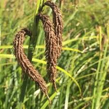 Image result for Hypolytrum