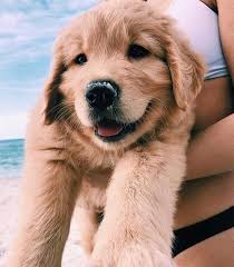 Pinterest Grace Kathryn Puppies Dog Mom Cute Baby Animals