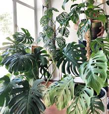 Big Plants Plant Gang Plant Family Monstera Deliciosa Big Plant Green Foliage Plant Leaves Houseplants Indoor Plants Plants Decor Plants Big Plants Plant Decor