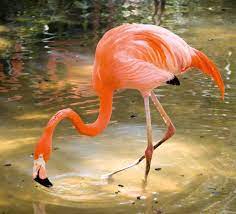 Click 'save/download' and add a title and description. Tierpark Hellabrunn Roter Flamingo