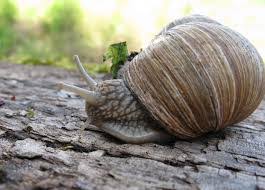 Snail species live either on land, in freshwater or in marine (saltwater) environments. What Do Snails Eat You Ll Be Surprised At How Simple It Is Stories Of Water