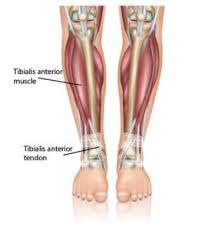 0kxt4zz is a billable procedure code used to specify the performance of transfer left lower leg muscle, percutaneous endoscopic approach. Ankle Tendonitis Anterior Tibial Tendonitis