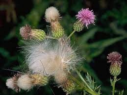 Image result for Cirsium
