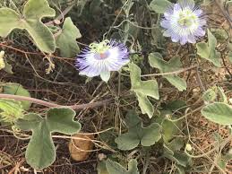 Image result for Passifloraceae