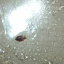 995 belle meadows blvd sevierville, tennessee. Bed Bug In A Baggie From Super 8 S Ville Tn Picture Of Super 8 By Wyndham Sevierville Riverside Sevierville Tripadvisor