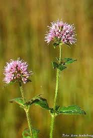 Image result for Mentha aquatica