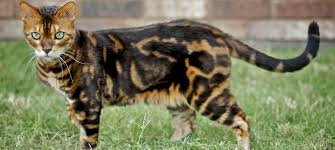 Bengal | Exotic House Cat