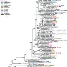 Image result for Dissotis pachytricha