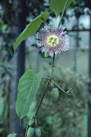 Image result for Passiflora ligularis