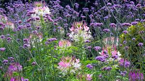 Pack x6 verbena 'bonariensis' perennial flowering hardy plug plants £4.50. Make Room For Vibrant Verbena Garden News