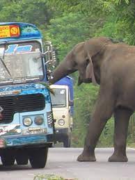 Elephant Attack in Sri Lanka's Wild Yala Park | TikTok
