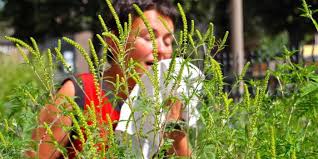 Conjonctivite, les larmes, ça calme. Allergie Au Pollen D Ambroisie Alerte Rouge Dans 5 Departements