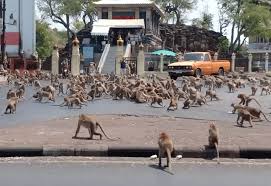 = calendrier grégorien calendrier calendrier perpétuel liste de calendriers modifier le 3 avril est le 93 e jour de l' année du calendrier grégorien , le 94 e en cas d' année. Affenkampfe In Thailand Legen Verkehr Lahm Wild Beim Wild